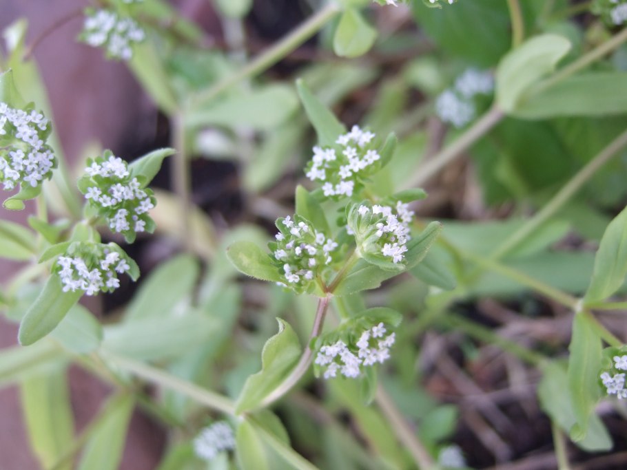 Valerianella pumila