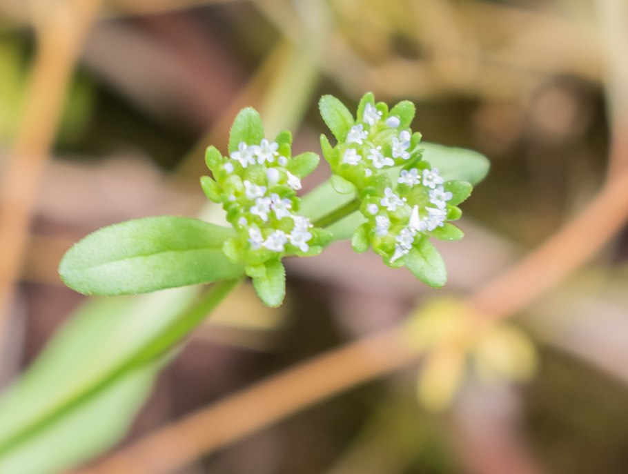 Валерианелла колосковая