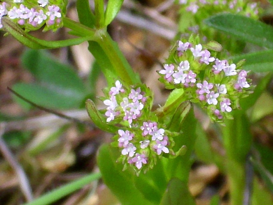 Валерианелла серповидная
