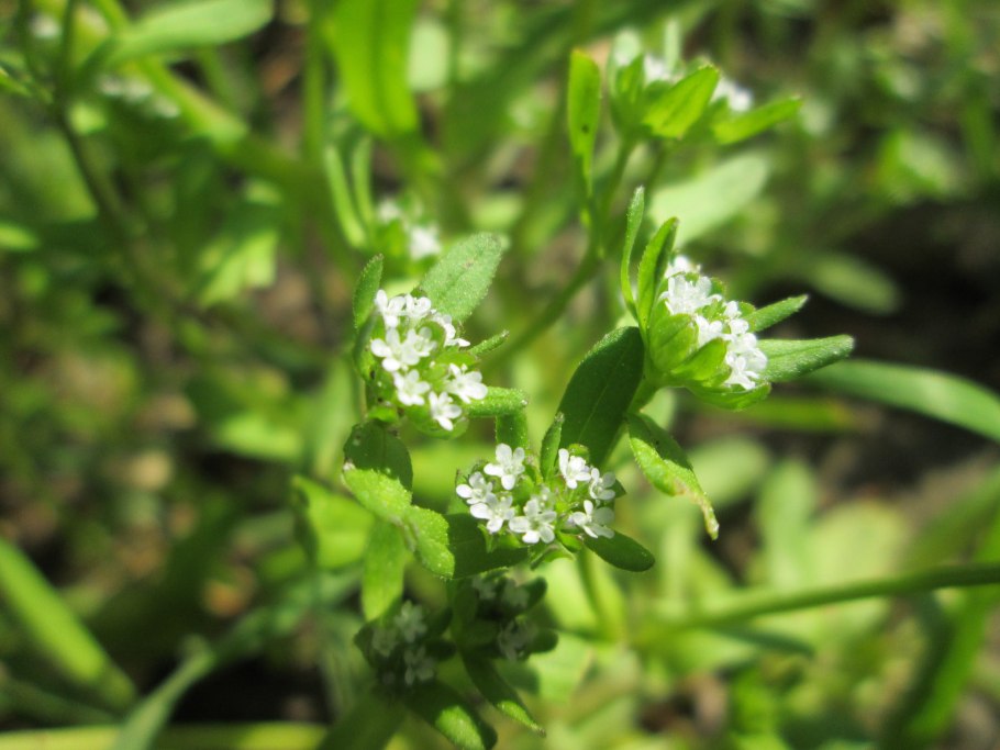Valerianella pumila