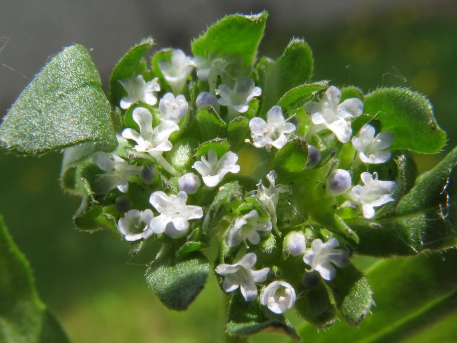 Валерианелла зубчатая