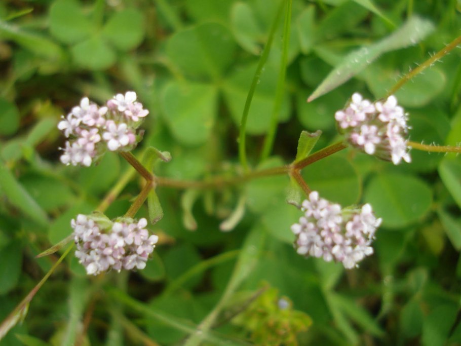 Валерианелла Огородная