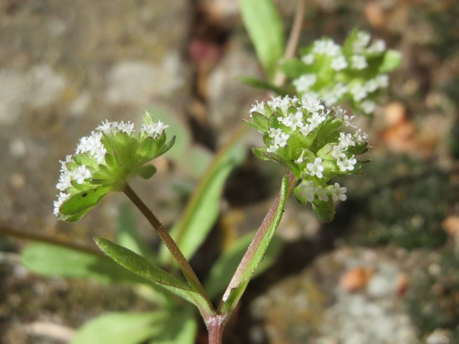 Валерианелла Огородная