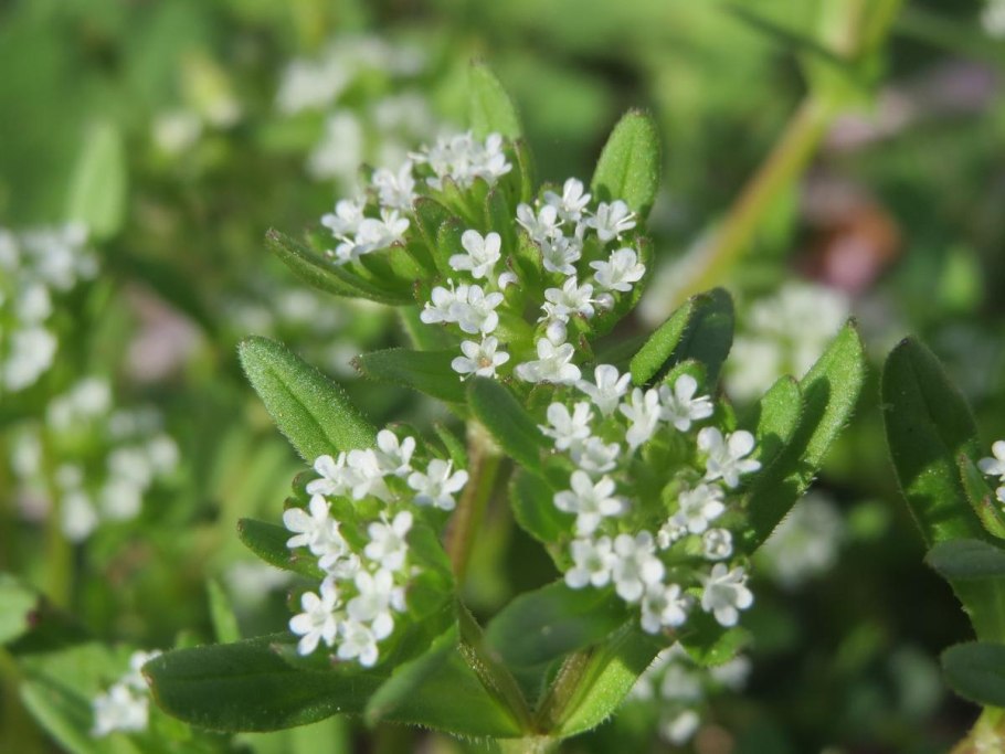Валерианелла Огородная