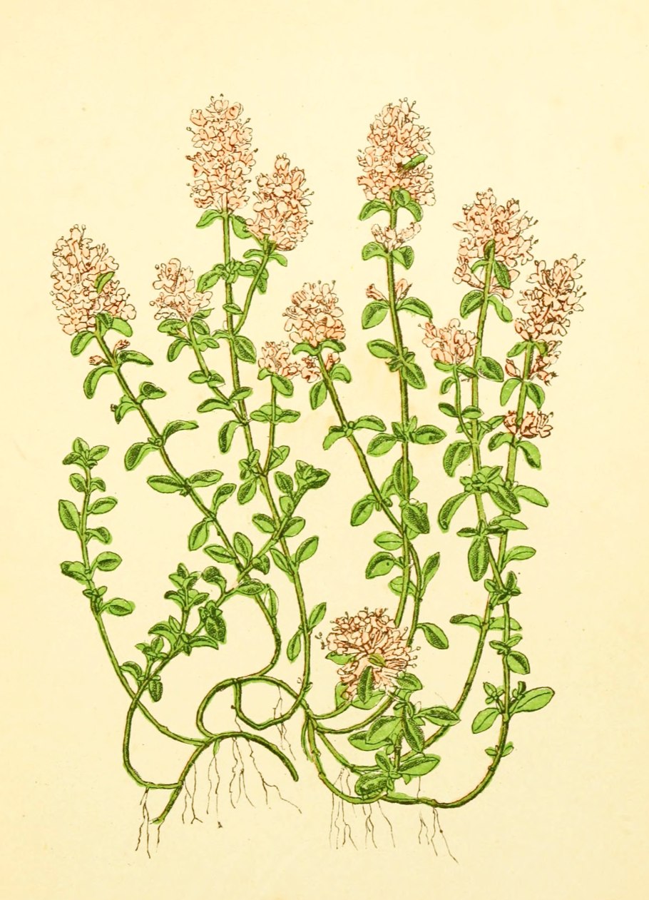 Богородская трава чабрец