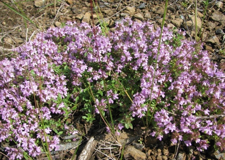 Тимьян Мугоджарский