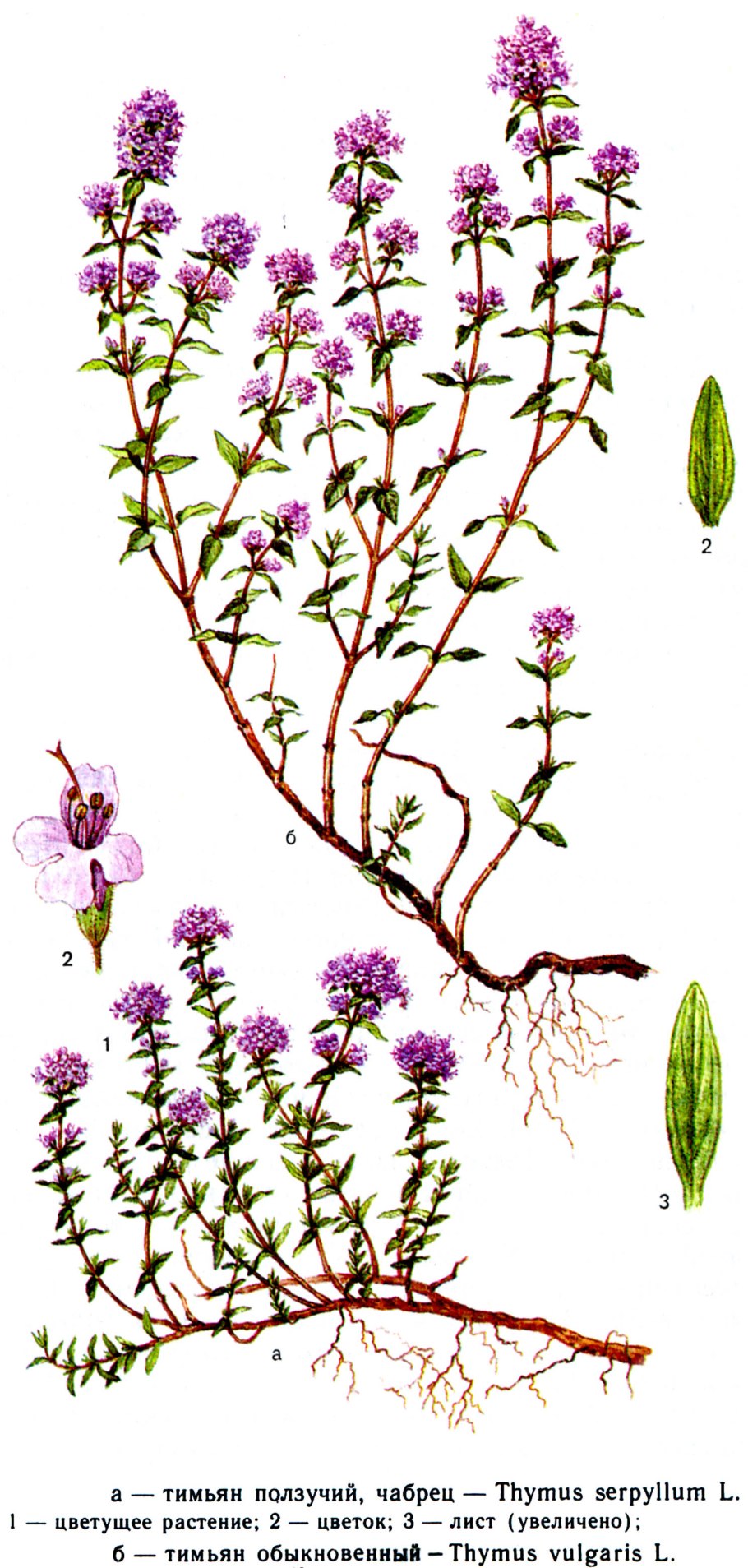 Чабрец тимьян богородская трава