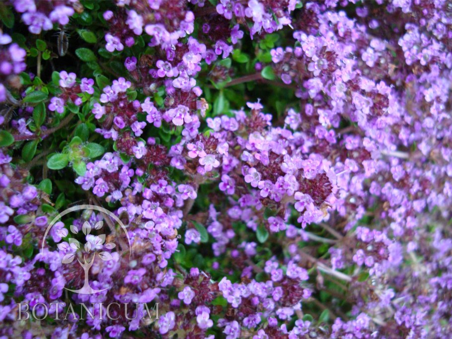 Тимьян Даурский