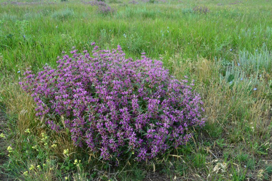 Тимьян ползучий Ботаническая иллюстрация