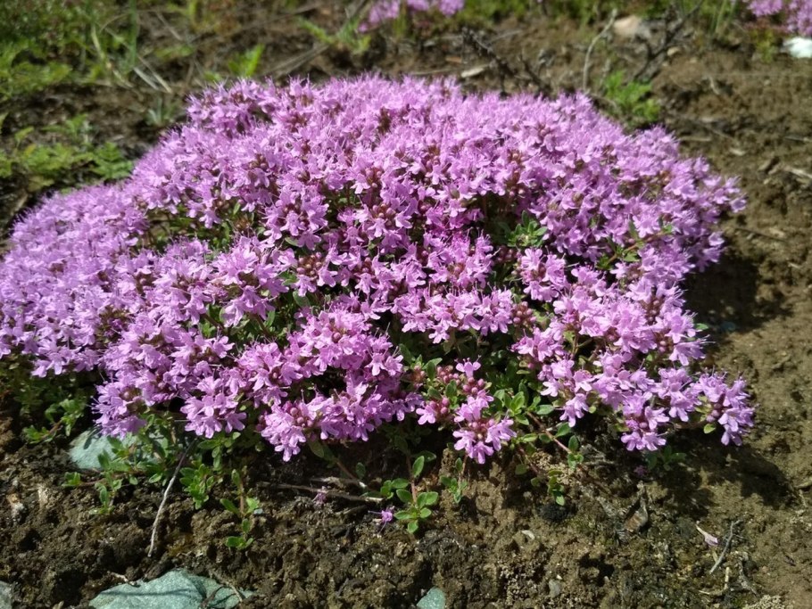 Тимьян Мугоджарский