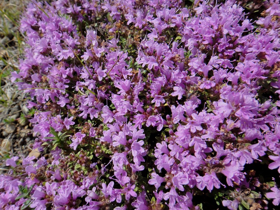 Тимьян Талиева