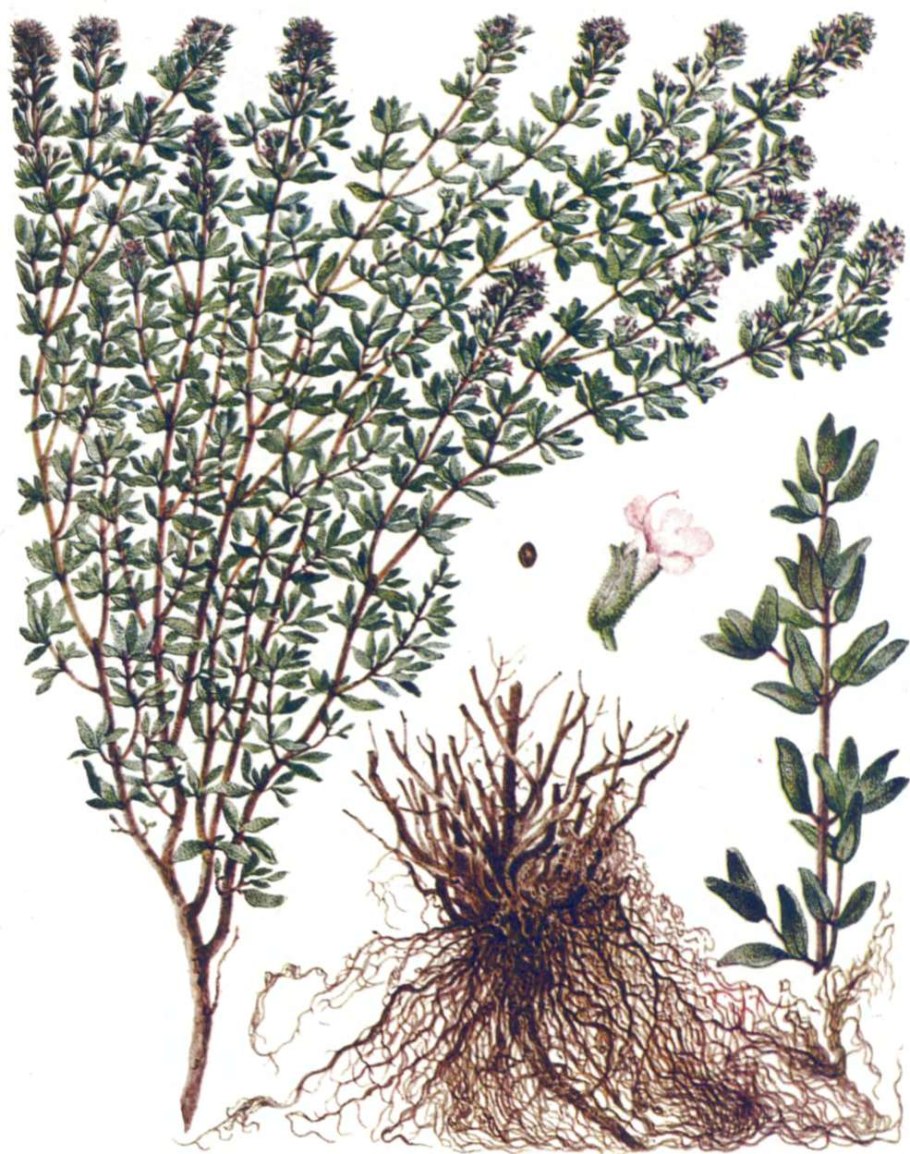 Чабрец дикий Луговой