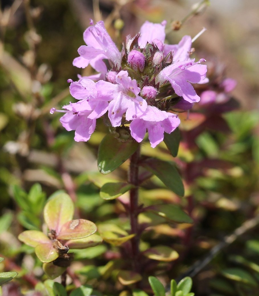Thymus pulegioides