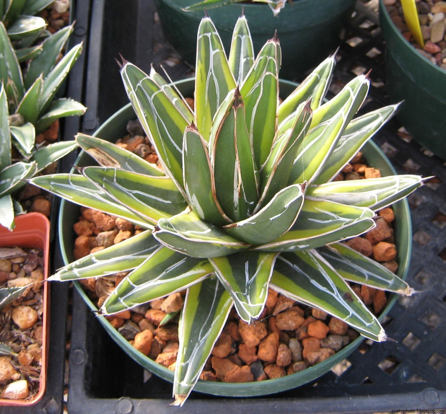 Агава фото фрукт