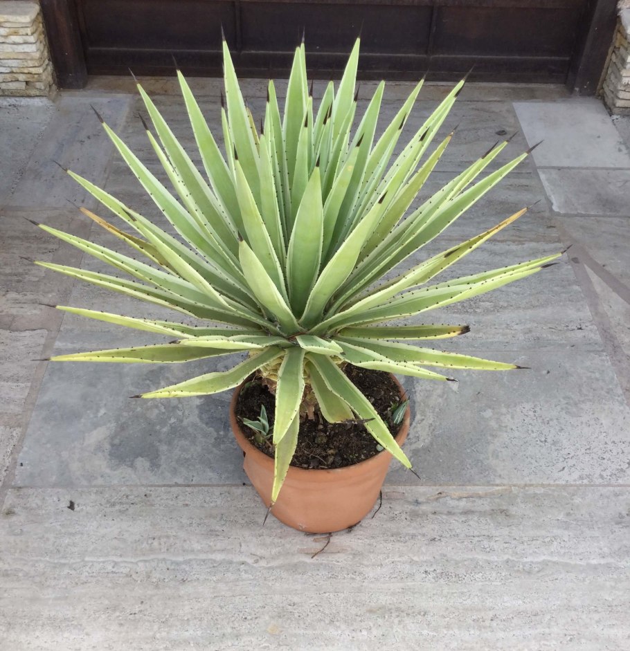 Agave Obscura