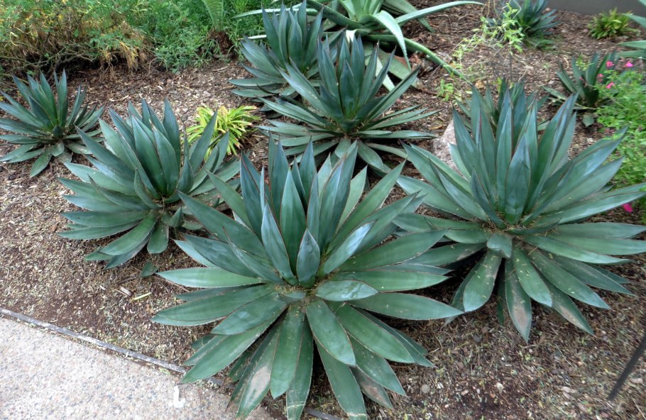 Агава зимостойкая