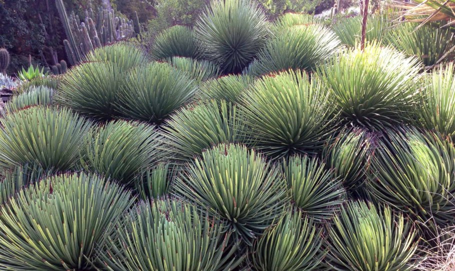 Агава серебристая