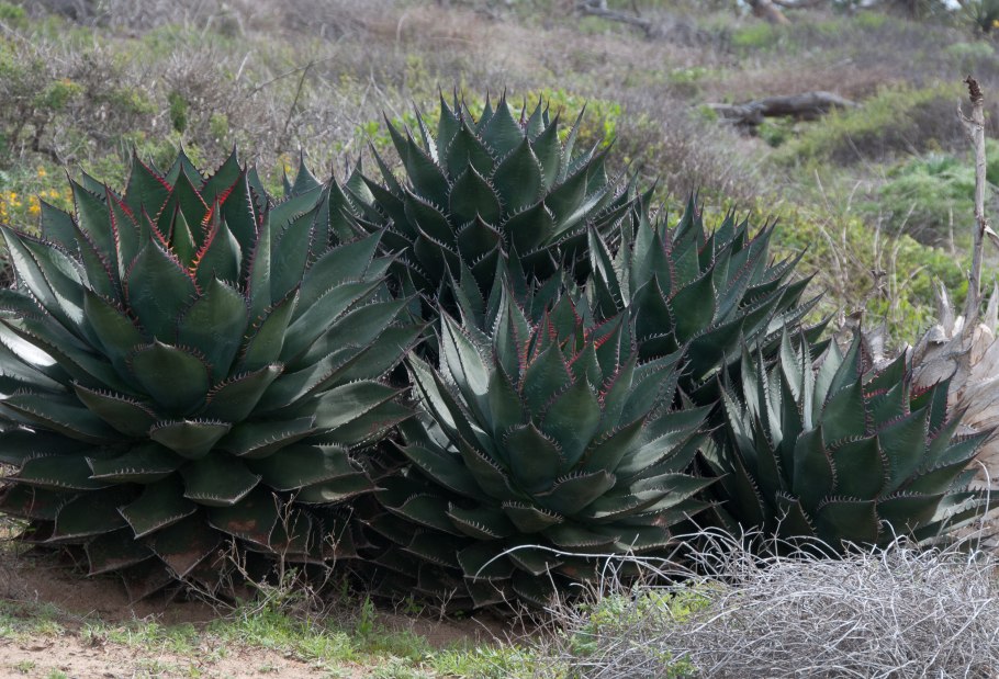 Агава прицветниковая