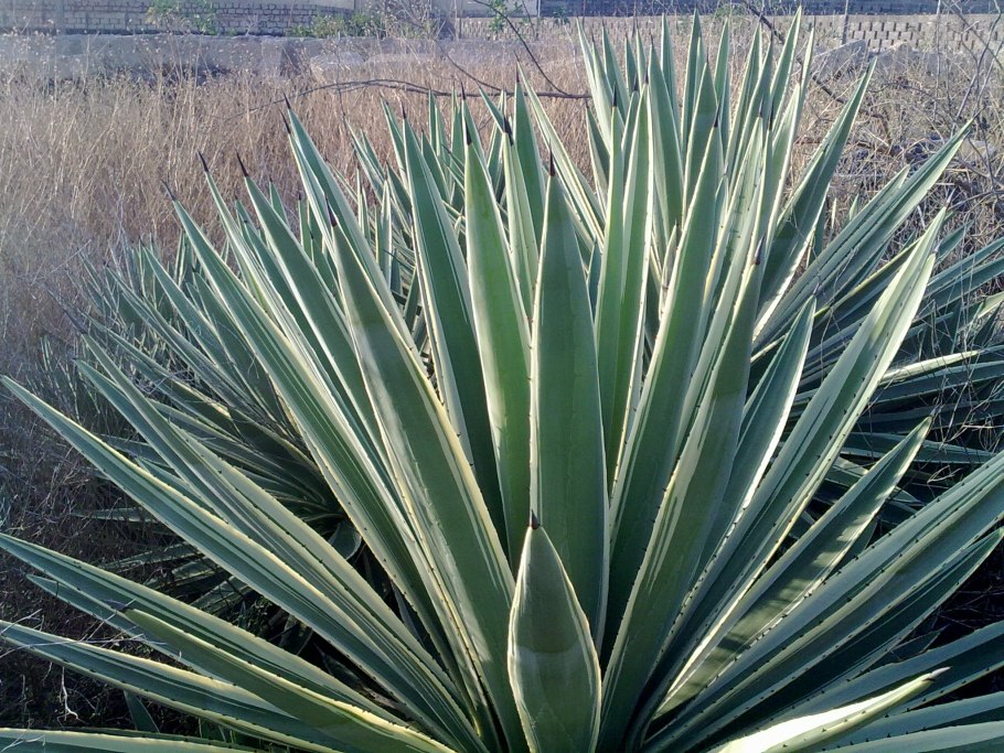 Космобаза инулин голубой Агавы