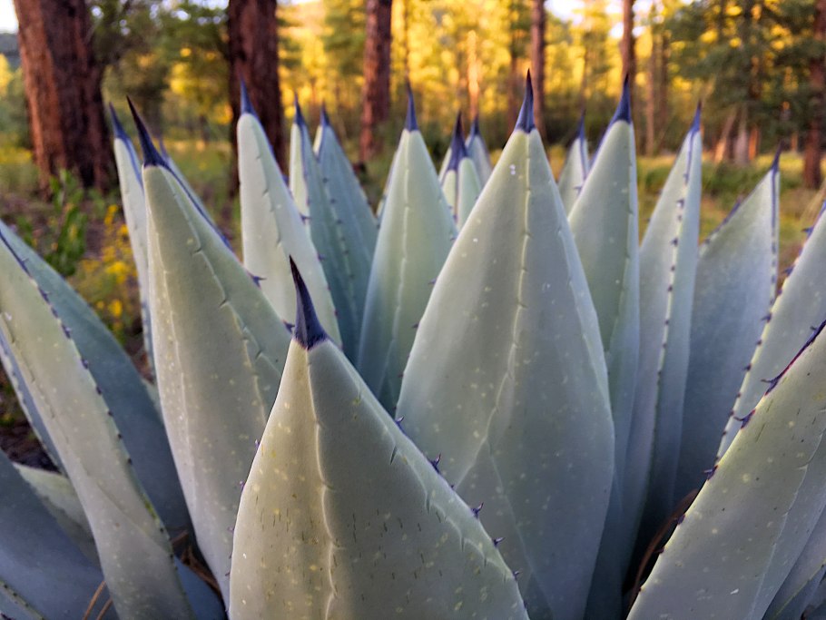 Agave victoriae Reginae
