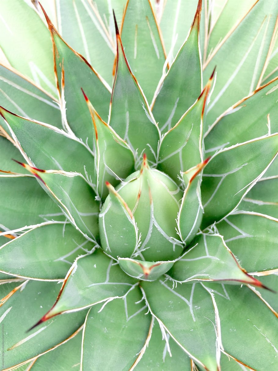 Агава мраморная