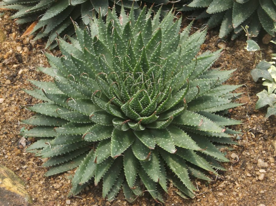 Agave stricta v. Nana