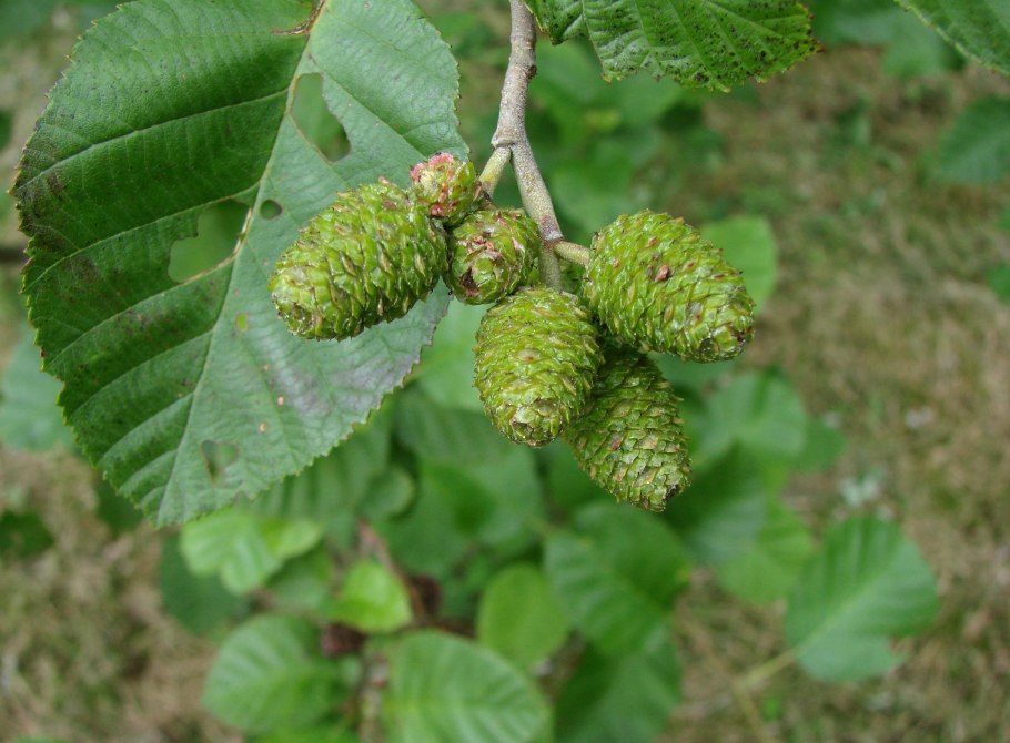 Alnus incana 'monstrosa'