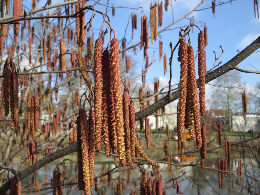 Alnus glutinosa