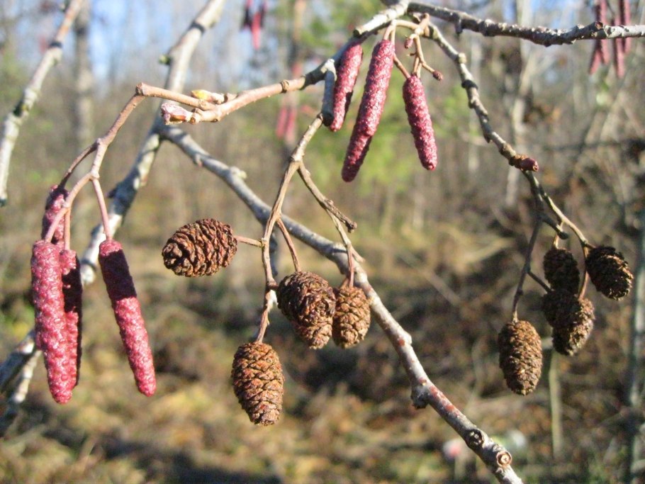 Ольха черная аллергия