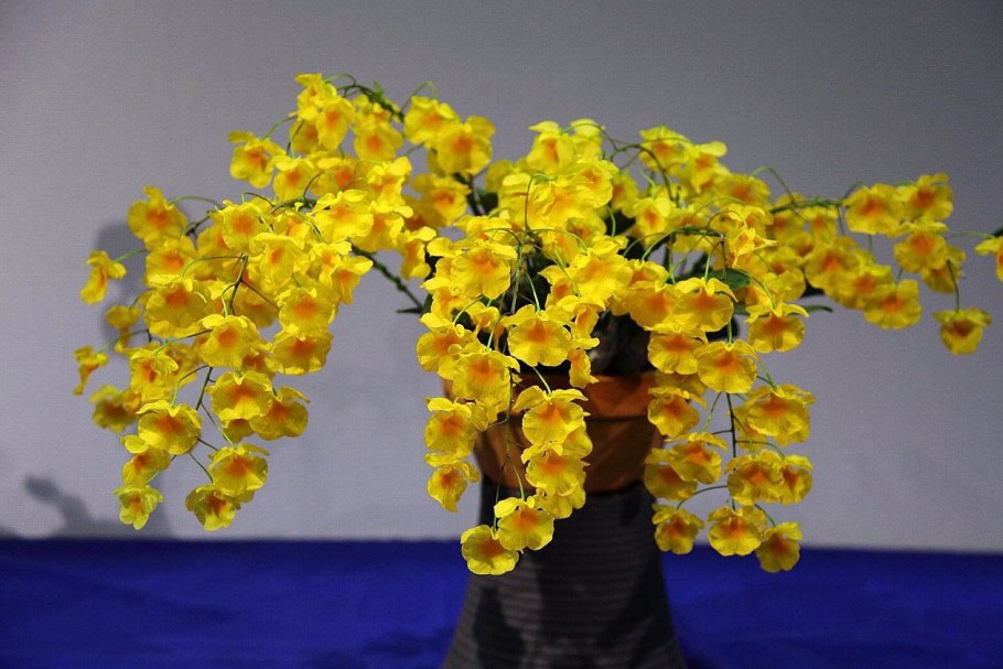 Дендробиум Линдли Dendrobium lindleyi