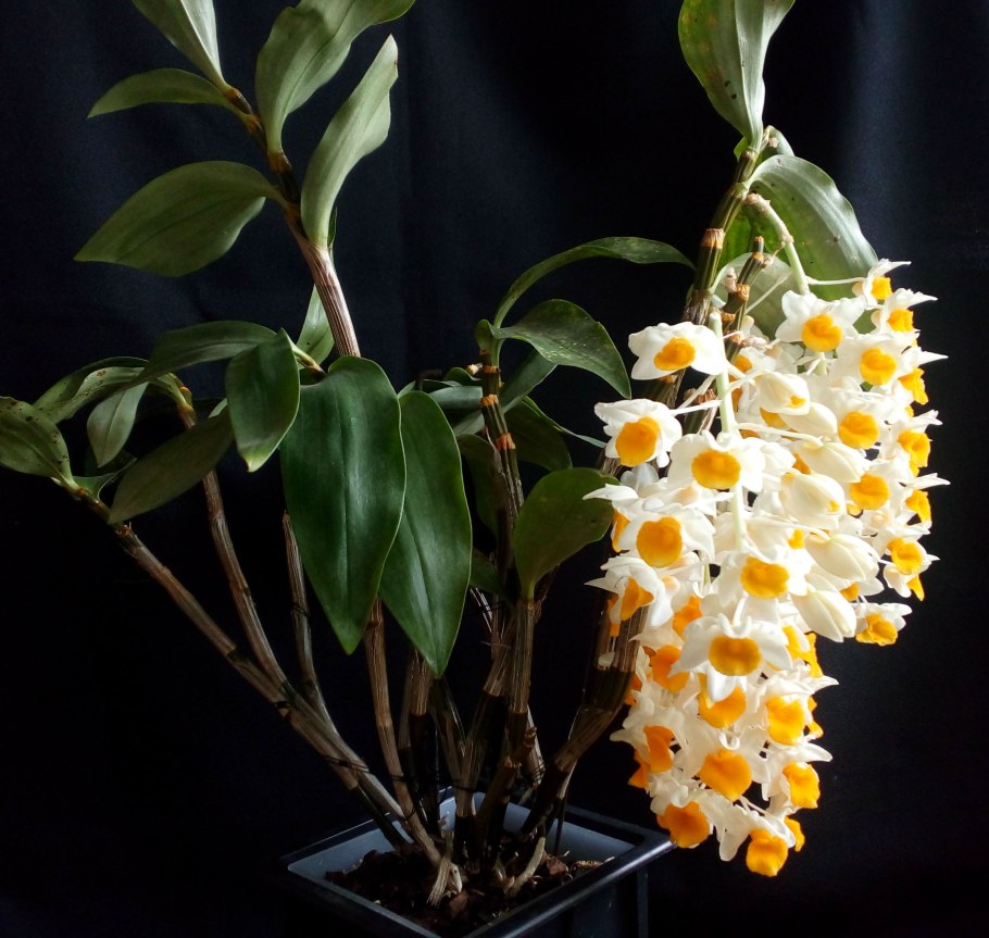 Дендробиум Линдли Dendrobium lindleyi