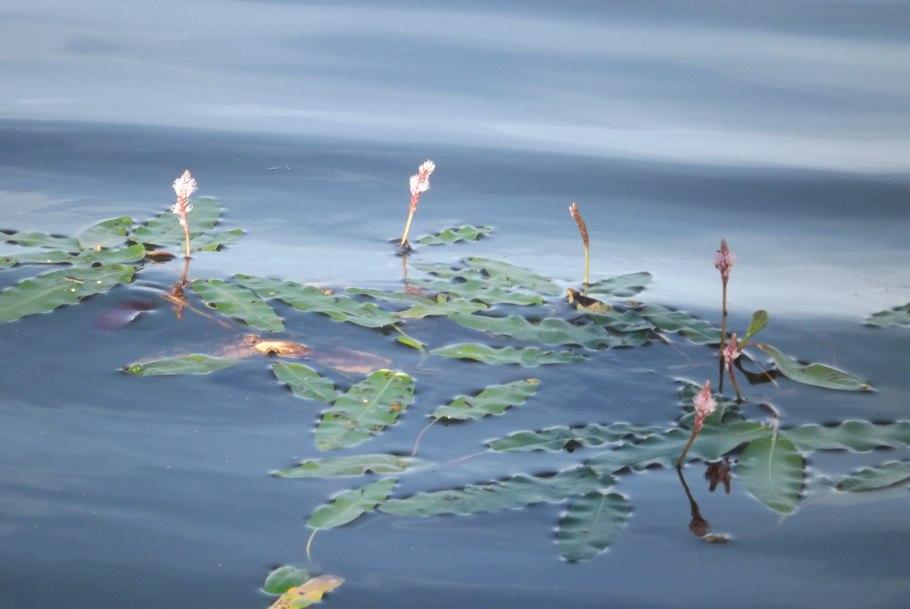 Polygonum amphibium – Горец Земноводный