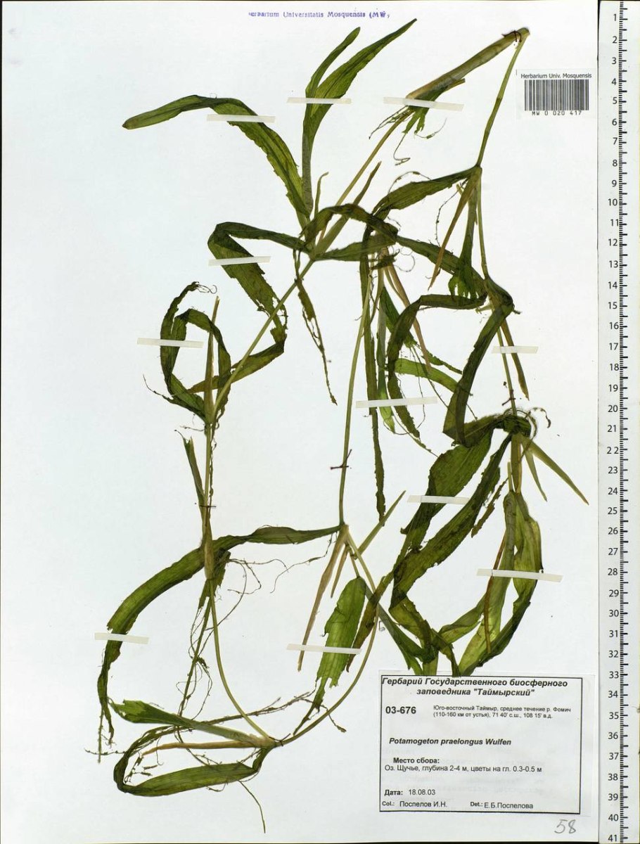 Potamogeton chakassiensis