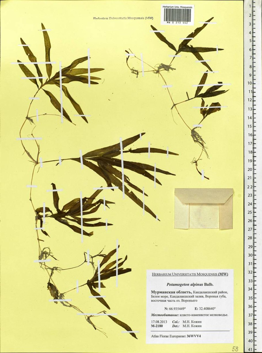 Potamogeton polygonifolius