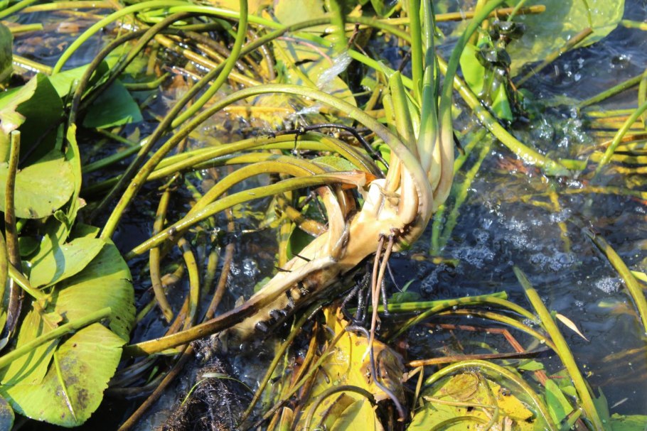 Рдест пронзеннолистный Potamogeton perfoliatus