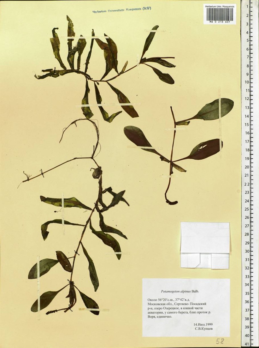 Potamogeton lucens