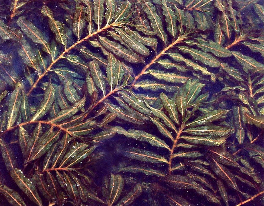 Pond Weed