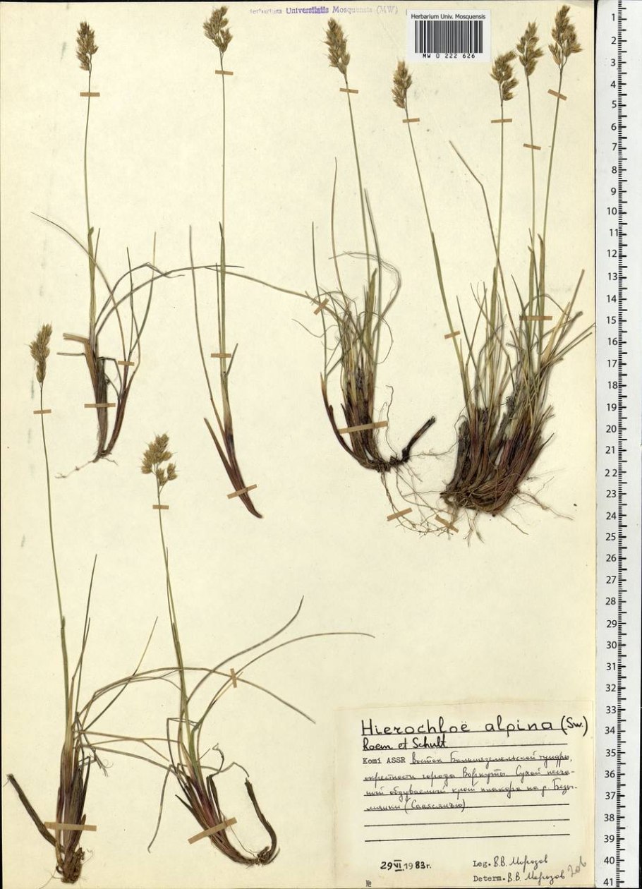 Potamogeton Natans рдест плавающий