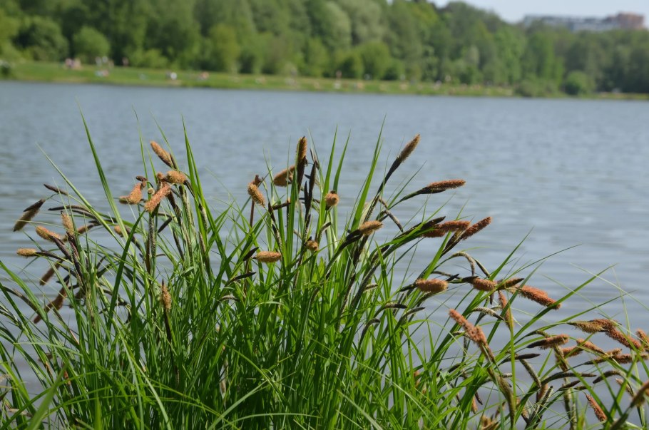 Potamogeton SP