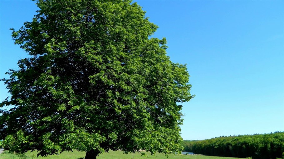 Вяз широколиственное дерево