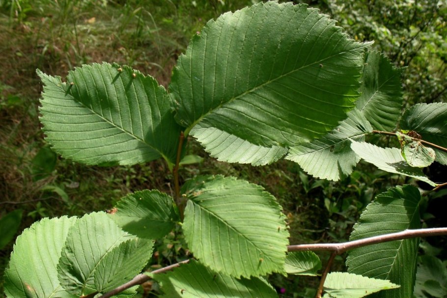 Вяз гладкий Ulmus laevis Pall