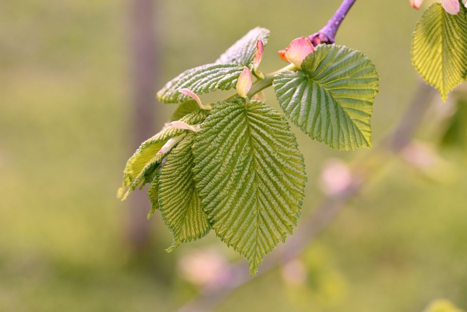 Ulmus glabra вяз