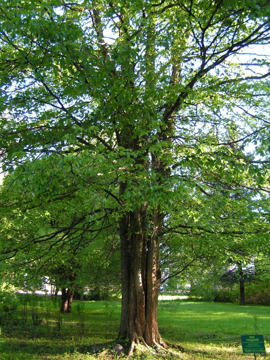 Вяз обыкновенный Ulmus laevis