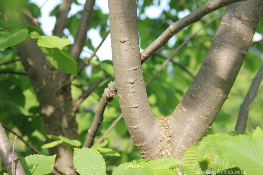 Вяз гладкий (Ulmus laevis)