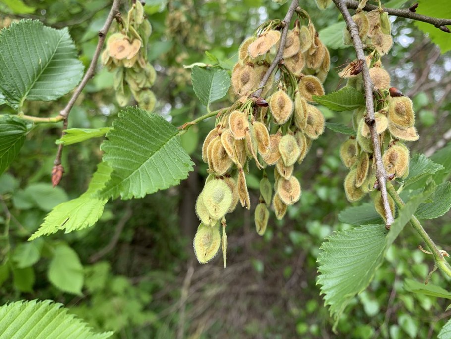 Вяз гладкий Ulmus laevis Pall