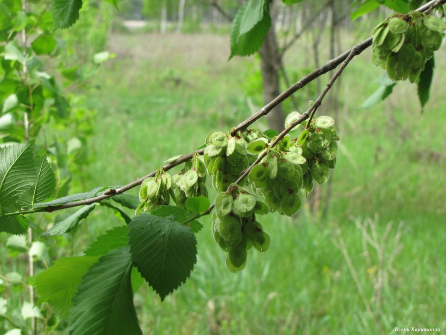 Вяз гладкий (Ulmus laevis)