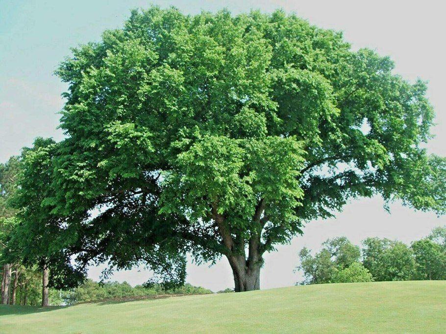 Вяз обыкновенный, гладкий (Ulmus laevis)
