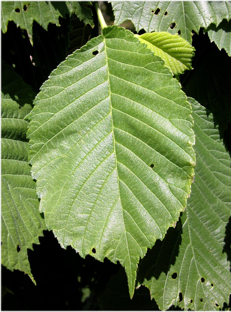 Карагач листья