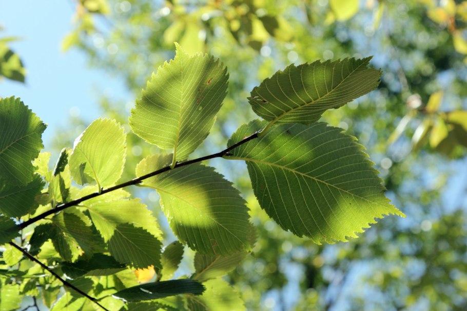 Вяз гладкий (Ulmus laevis)