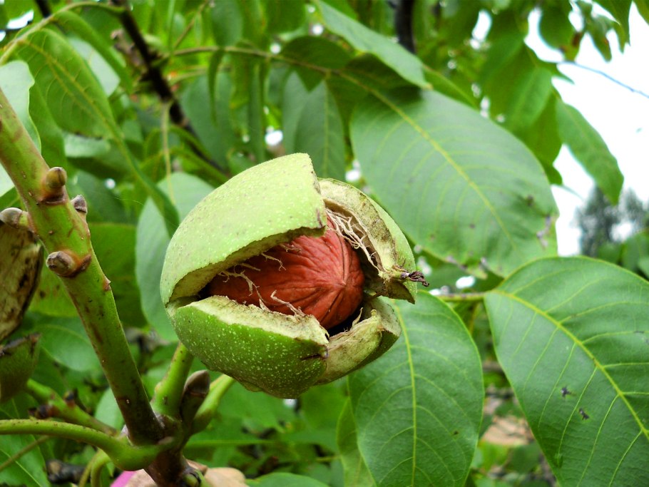 Орех грецкий (Juglans Regia)